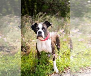 Boxer Dogs for adoption in St. Louis Park, MN, USA