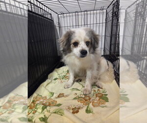 Mutt Dogs for adoption in Evansville, IN, USA
