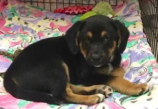 Labbe Dogs for adoption in Leonardtown, MD, USA