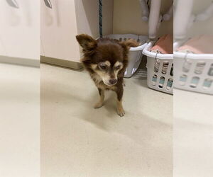 Papillon Dogs for adoption in Fremont, CA, USA