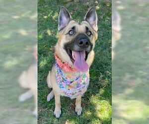 German Shepherd Dog Dogs for adoption in Fremont, CA, USA
