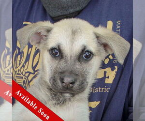 German Shepherd Dog-Huskies Mix Dogs for adoption in Huntley, IL, USA