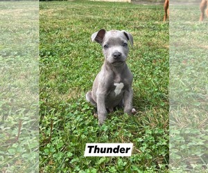 American Pit Bull Terrier-Unknown Mix Dogs for adoption in Marine City, MI, USA