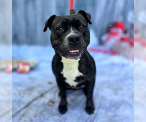 Mutt Dogs for adoption in Long Beach, CA, USA