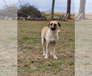 Medium Photo #2 Black Mouth Cur-Unknown Mix Puppy For Sale in Oakhurst, NJ, USA