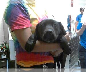 Labrador Retriever-Unknown Mix Dogs for adoption in Fayetteville, NC, USA