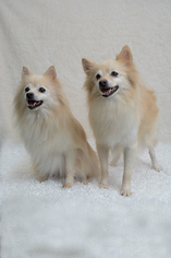 Pomeranian Dogs for adoption in Weston, FL, USA