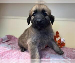 Shepradors Dogs for adoption in Orange, CA, USA