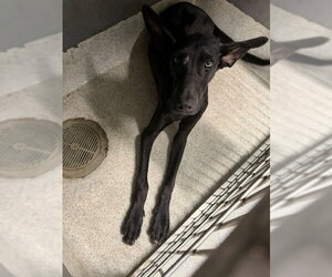 German Shepherd Dog-Great Dane Mix Dogs for adoption in Tallahassee, FL, USA