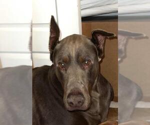 Doberman Pinscher Dogs for adoption in Lake Forest, CA, USA