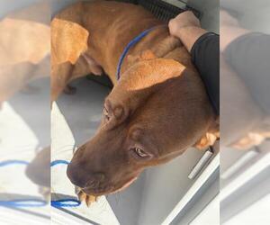 Mastiff Dogs for adoption in Houston, TX, USA