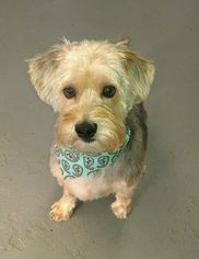 Bea-Tzu Dogs for adoption in Kansas City, MO, USA