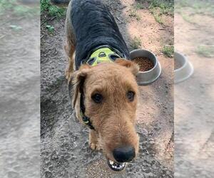 Airedale Terrier Dogs for adoption in Alton, IL, USA