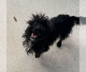 Mutt Dogs for adoption in Oak Bluffs, MA, USA