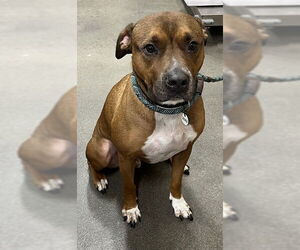 Boxer Dogs for adoption in Forestville, MD, USA