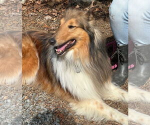 Collie Dogs for adoption in Rockaway, NJ, USA