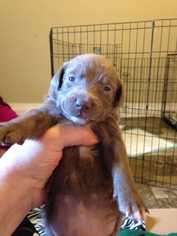 Labrador Retriever Dogs for adoption in Wenonah, NJ, USA