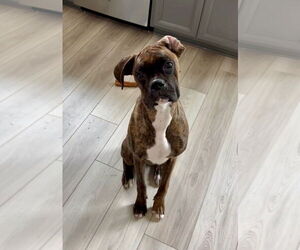 Boxer-Unknown Mix Dogs for adoption in Mooresville, NC, USA
