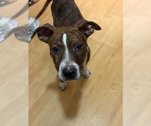 American Staffordshire Terrier-Unknown Mix Dogs for adoption in Wenonah, NJ, USA