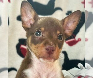 Mutt Dogs for adoption in Jefferson, WI, USA