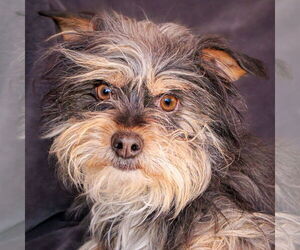 Poodle (Toy)-Unknown Mix Dogs for adoption in Albuquerque, NM, USA