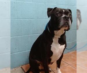 American Pit Bull Terrier-Unknown Mix Dogs for adoption in Downey, CA, USA