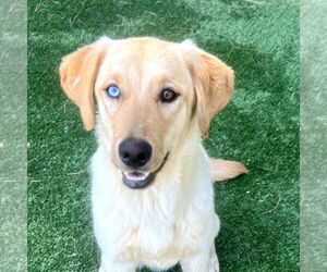 Labrador Retriever-Unknown Mix Dogs for adoption in San Juan Capistrano, CA, USA