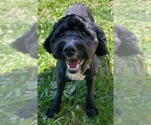 Bernedoodle Dogs for adoption in Ogden, UT, USA