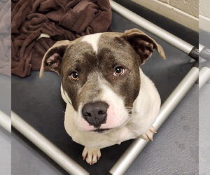 Mutt Dogs for adoption in Hilton Head, SC, USA