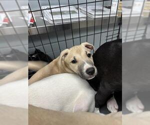 American Pit Bull Terrier-Labrador Retriever Mix Dogs for adoption in Stockton, CA, USA