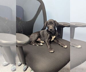 Labrador Retriever Dogs for adoption in Evansville, IN, USA