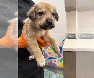 German Shepherd Dog Dogs for adoption in Baytown, TX, USA