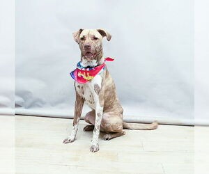 Mutt Dogs for adoption in Sanford, FL, USA