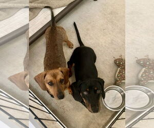 Dachshund Dogs for adoption in Santa Clarita, CA, USA