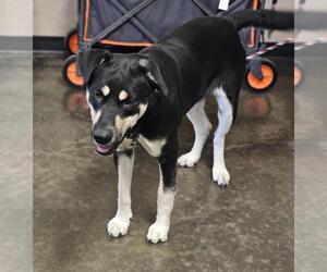 Rottweiler-Unknown Mix Dogs for adoption in Rockwall, TX, USA