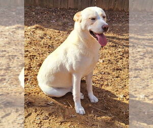 Labrador Retriever-Siberian Husky Mix Dogs for adoption in Wetumpka, AL, USA