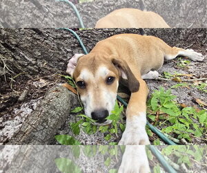 Beagle-Unknown Mix Dogs for adoption in Tampa, FL, USA
