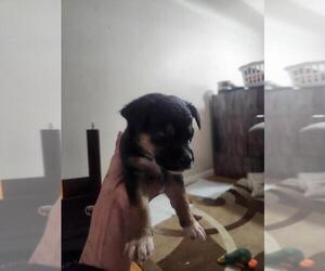 Mutt Dogs for adoption in Calgary, Alberta, Canada