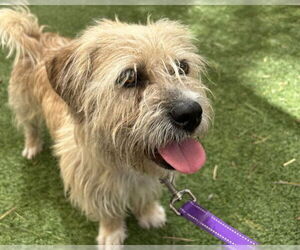 Mutt Dogs for adoption in Las Vegas, NV, USA