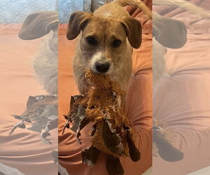 Mutt Dogs for adoption in McDonough, GA, USA