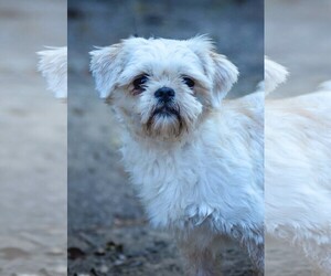 Shih Tzu-Unknown Mix Dogs for adoption in Chester, CT, USA