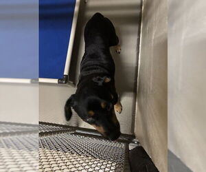 Rottweiler-Unknown Mix Dogs for adoption in Sanford, FL, USA