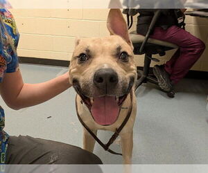 American Pit Bull Terrier-Unknown Mix Dogs for adoption in Denver, CO, USA