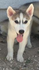 Alusky Dogs for adoption in Del Rio, TX, USA