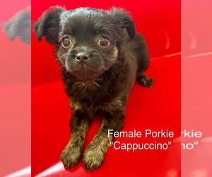 Pomeranian-Unknown Mix Dogs for adoption in Studio City, CA, USA
