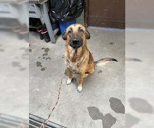 Mutt Dogs for adoption in Stockton, CA, USA