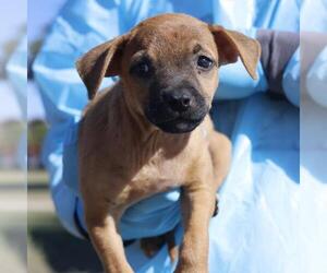 Mutt Dogs for adoption in San Antonio, TX, USA