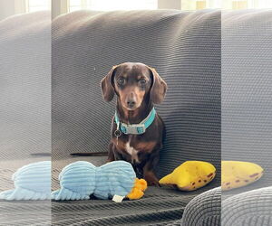 Dachshund Dogs for adoption in Fruitland, SC, USA