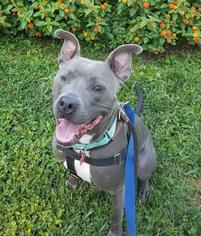 American Pit Bull Terrier-Unknown Mix Dogs for adoption in Saint Louis, MO, USA
