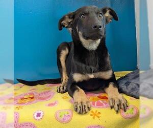 German Shepherd Dog Dogs for adoption in San Martin, CA, USA